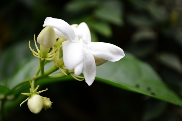 jasmine-flower-173117_1280