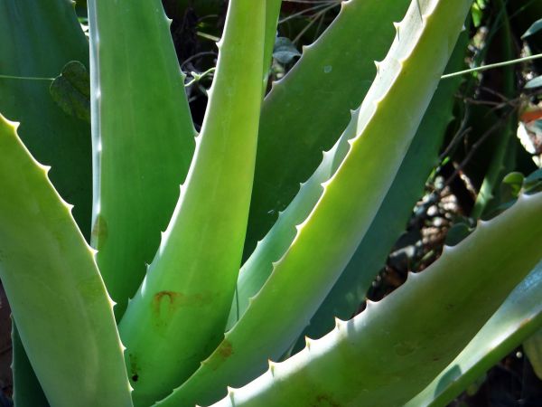 Aloe Vera 10-fach Konzentrat