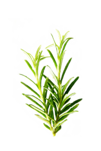 Bild von DanaTentis auf Pixabay